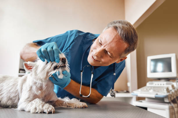 Best Emergency Treatment for Dental Infections or Abscesses in Cottage Grove, WI